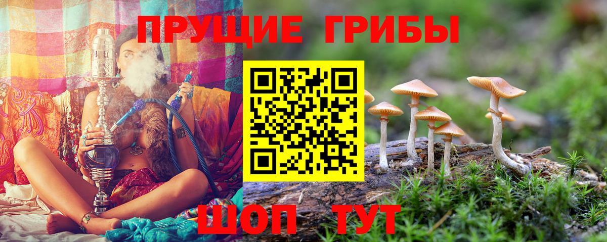 Северодвинск  Галлюциногенные грибы Psilocybine cubensis  Вход с VPN 